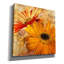 Lark Manor 'Golden Gerbera 2' by Art Licencing Studio Canvas Wall Art, 37" x 37"