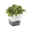 Herb Pot