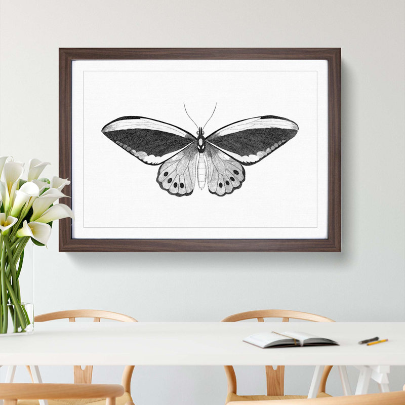 Papilio Butterfly in Black & White by George Shaw - Picture Frame Painting Print, Walnut Framed, 27cm H x 36cm W x 2cm D