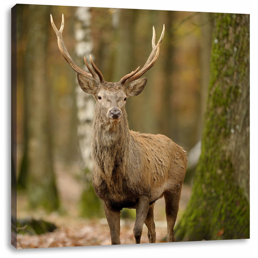 Leinwandbild Schöner Hirsch im Wald