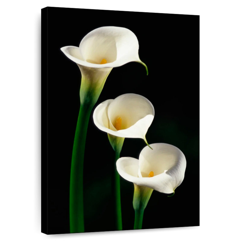 Harnek trois lys blancs Calla, H 48 po x l 32 po