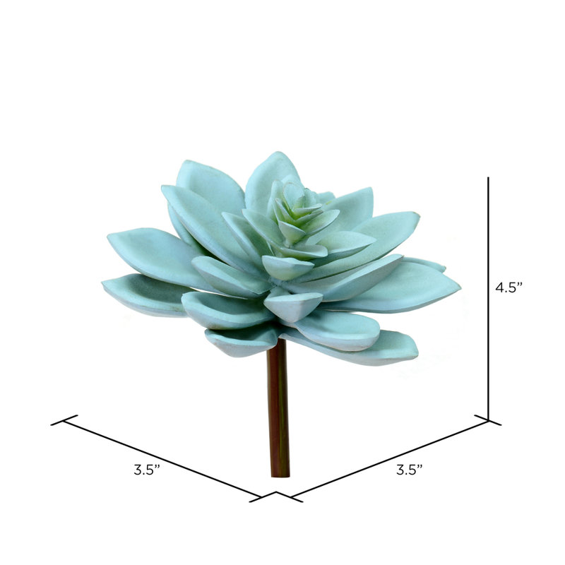 Graptoveria Titubans
