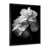 Black Picture Framed is unavailable