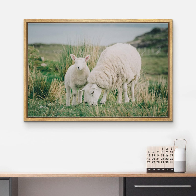 Animaux, Écosse, Irlande, campagne, mouton, agneau, Cadre naturel, H 24 po x l 36 po x P 1,5 po