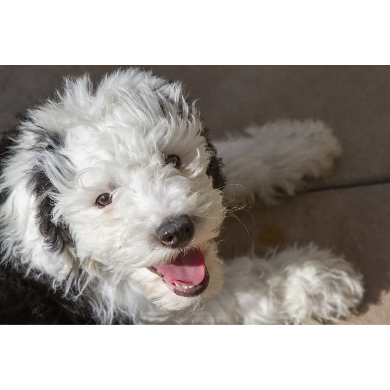 Sheepadoodle Dog, 61cm H x 91cm W