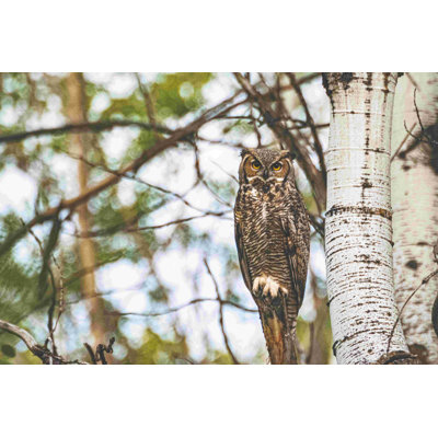 Photographie d'un hibou dans un bouleau