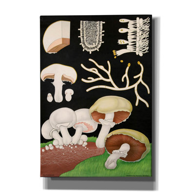 "Champignons" par Vintage Posters
