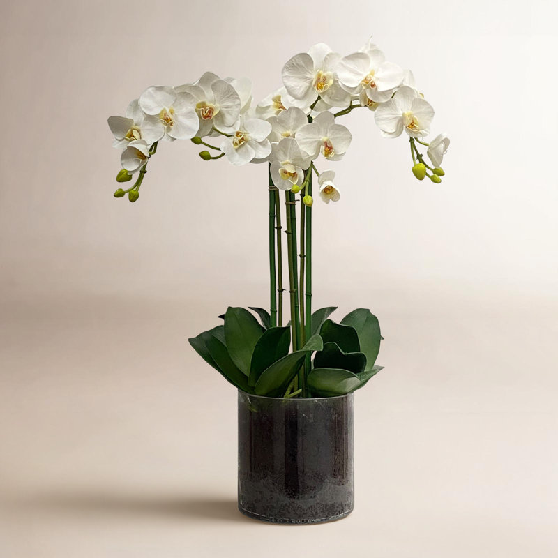 Phalaenopsis Orchid In A Glass Vase