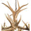 Rustic Lodge 18 - Light Chandelier
