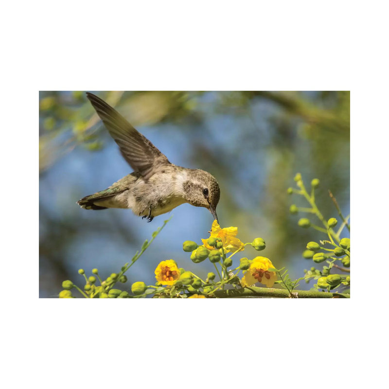 USA, Nevada, Bird Viewing Preserve. Female Costa's hummingbird feeding. 1 Piece Wrapped Canvas Wall Art
