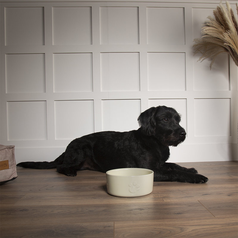 Pet Bowl