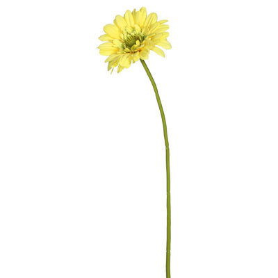 Tige de marguerite