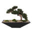 Faux Bonsai Plant in Metal Pot