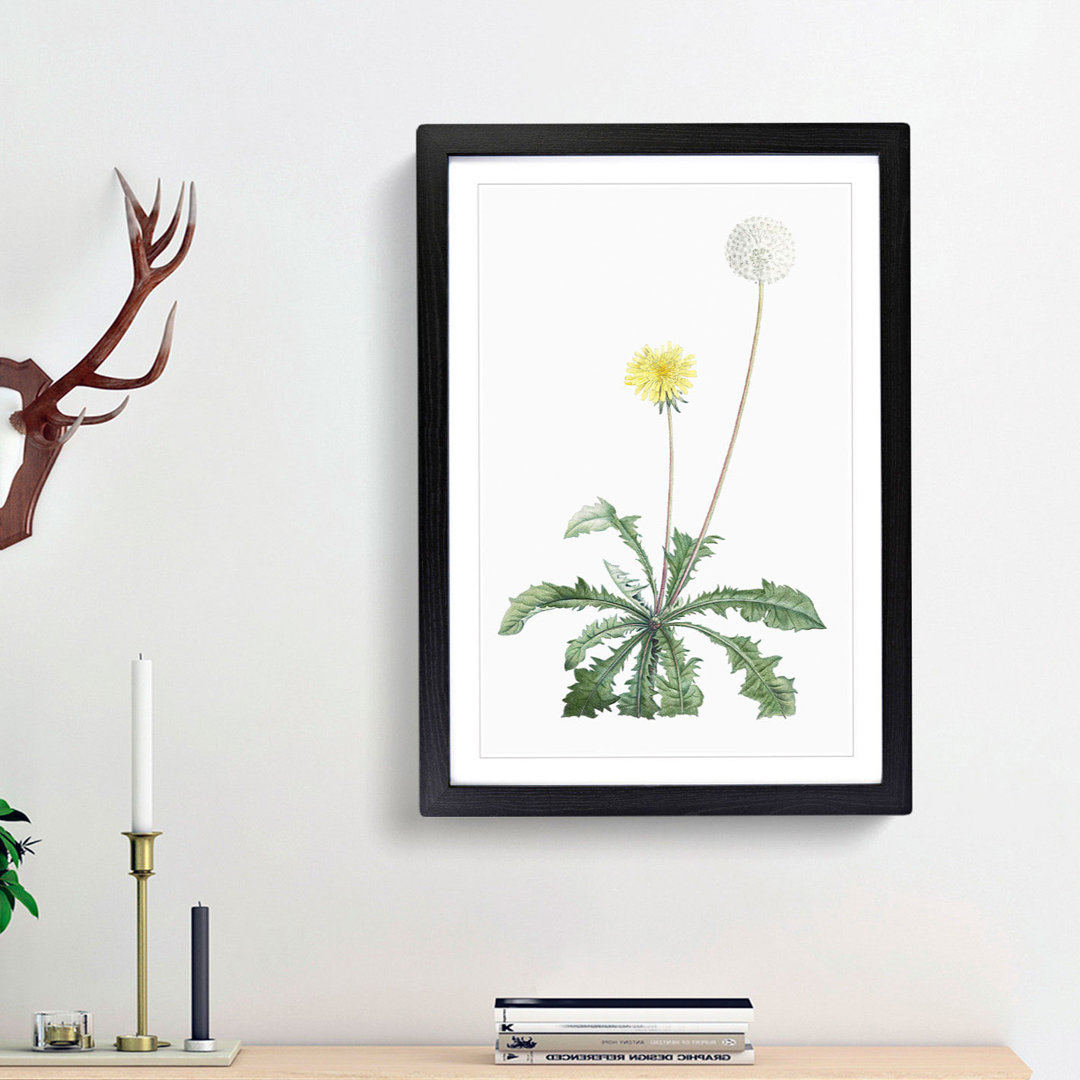 Blooming Dandelion by Pierre-Joseph Redoute - Picture Frame Painting Print