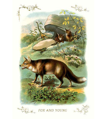 Fox and Young Graphic Art