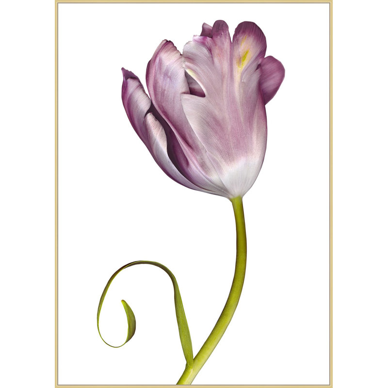 Purple Tulip Print by Lillian August