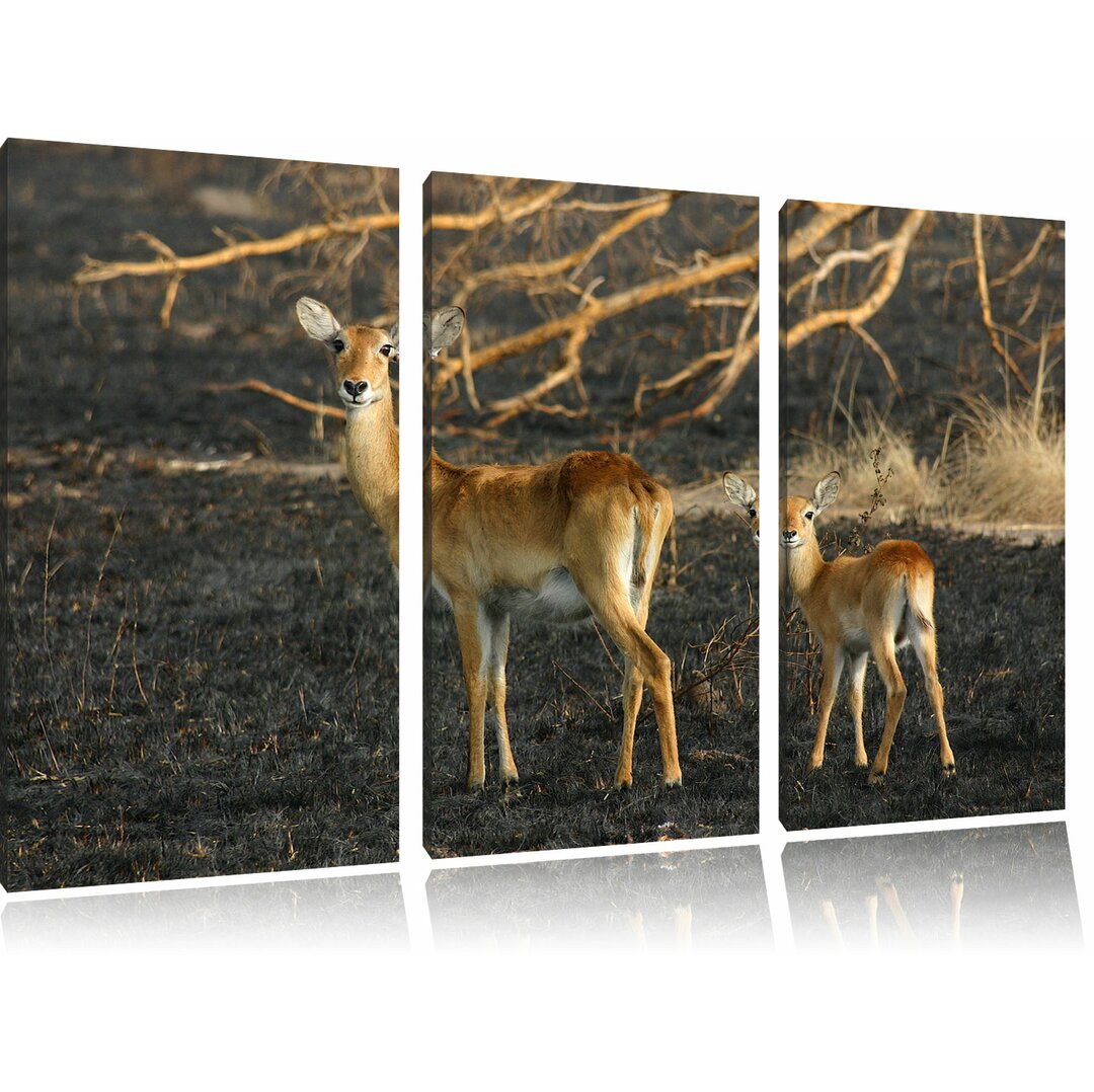 3-tlg. Leinwandbilder-Set „Weibliche Gazelle mit Jungtier“, Fotodruck