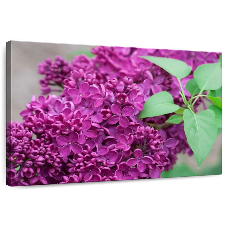 Lilas Harnek Spring
