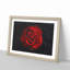 Red Rose in the Shadows - Framed Print-56758738-56758741