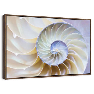 Empty Nautilus Shell