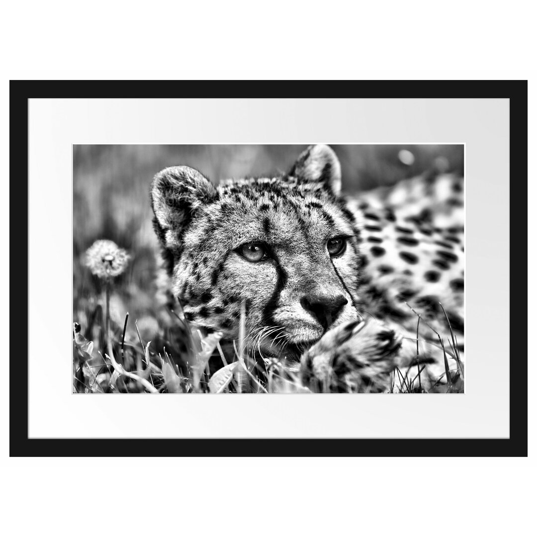 Gerahmtes Poster Gepard im Gras