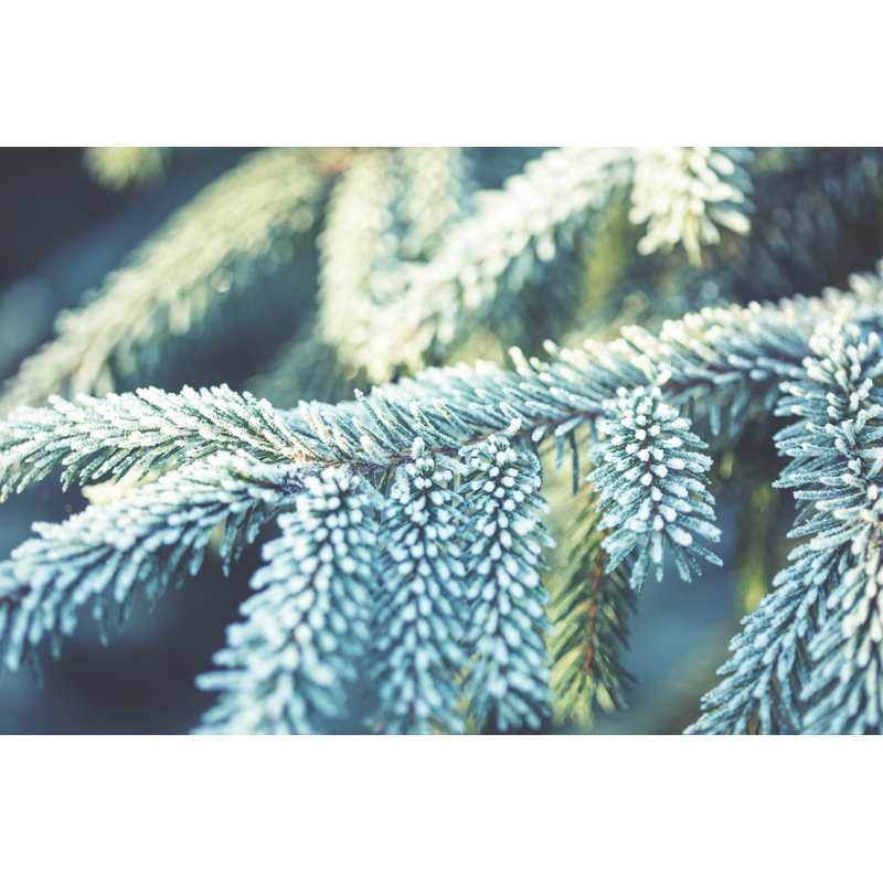 Scène d'hiver - Branches de pin givré. L'hiver dans les bois par Andrey Danilovich