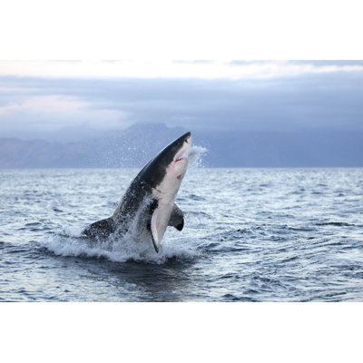 Grand requin blanc, «Carharrion carcharias», adulte en train de violer, False Bay en Afrique du Sud - Photographie sur toile tendue