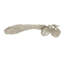 ARTS & CRAFT PINECONE PULL IN FRENCH PLATE-273179850