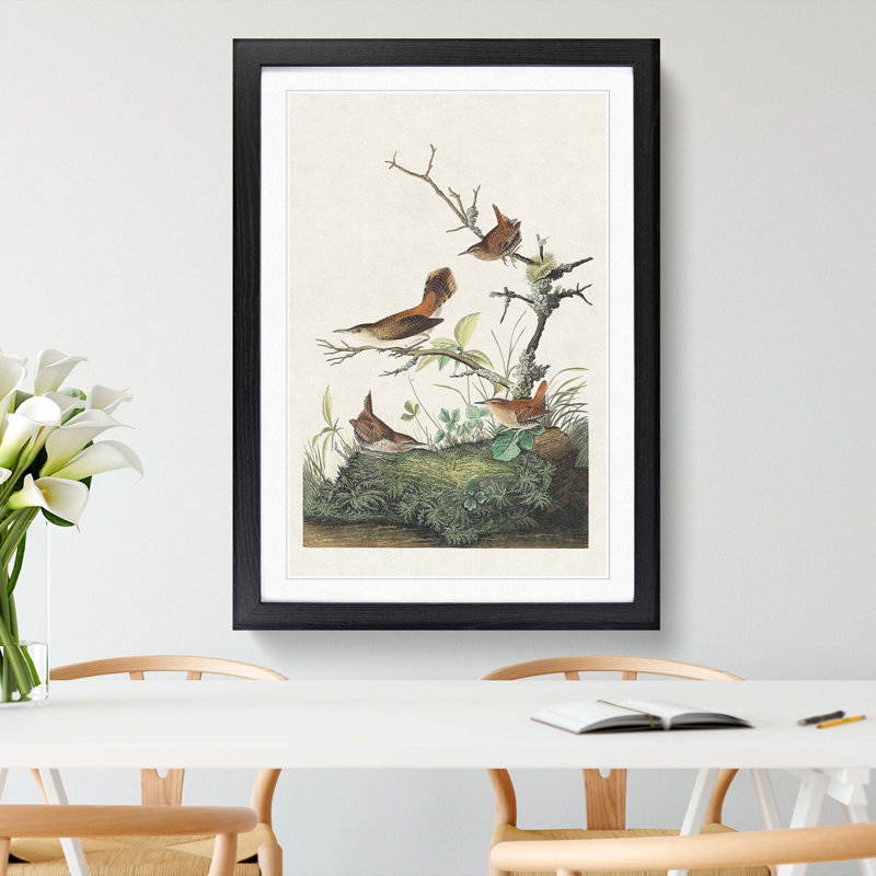Wrens by John James Audubon - Picture Frame Painting Print, Black Framed, 48cm H x 36cm W x 2cm D