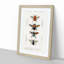 Flying Insect Illustrations PL.1 by Charles d'Orbigny - Picture Frame Graphic Art Print-55576075-55576077
