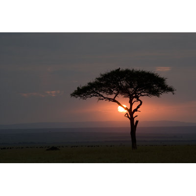 " Acacia On Masai Mara "