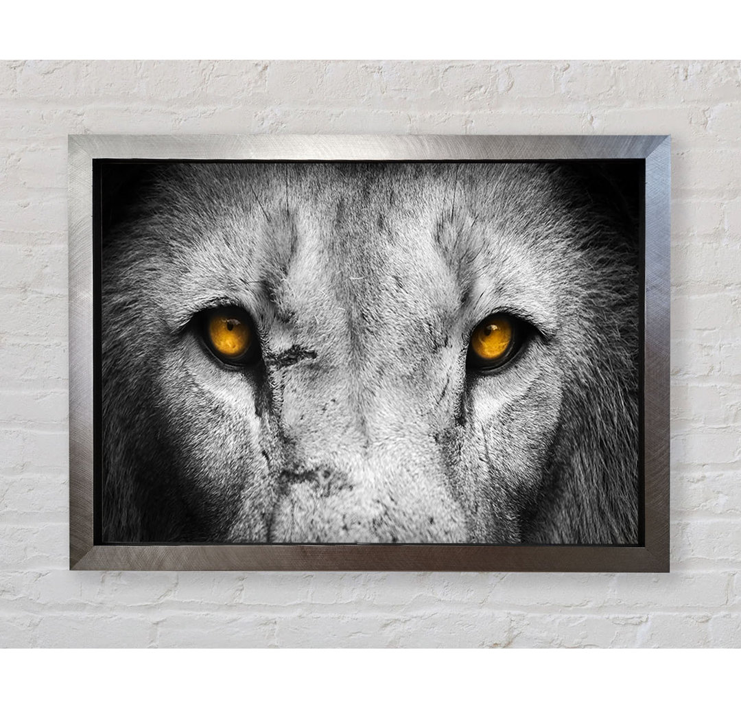 Lion Eyes Gerahmter Druck