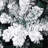 Pine Christmas Tree-34775531