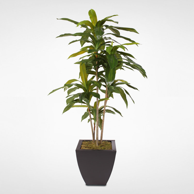 Arbre de massangeana de plancher en pot dracaena