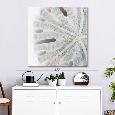 Brampt Florida Sand Dollar IV