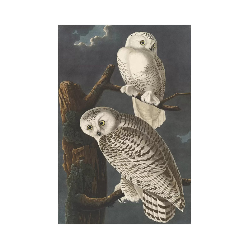 Snowy Owl, 1831 by John James Audubon - Wrapped Canvas Gallery-Wrapped Canvas Giclée, 20.32 cm H x 30.48 cm W