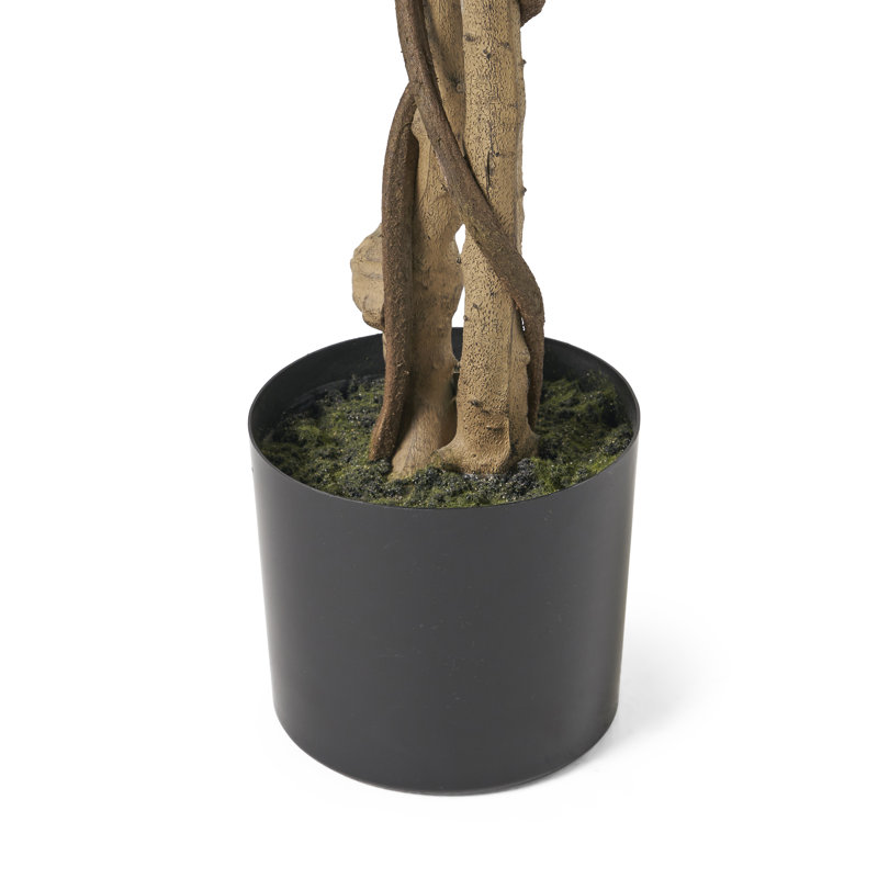 70.9'' Faux Ficus Tree in Pot, 59" H x 31.5" W x 31.5" D