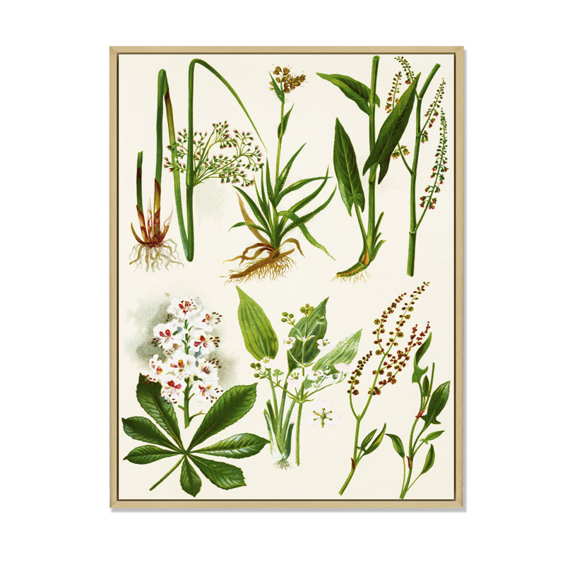 Ensemble de plantes Herbal - Décoration murale traditionnelle sur toile, H 20 po x l 12 po x P 1 po, Cadre flottant brun