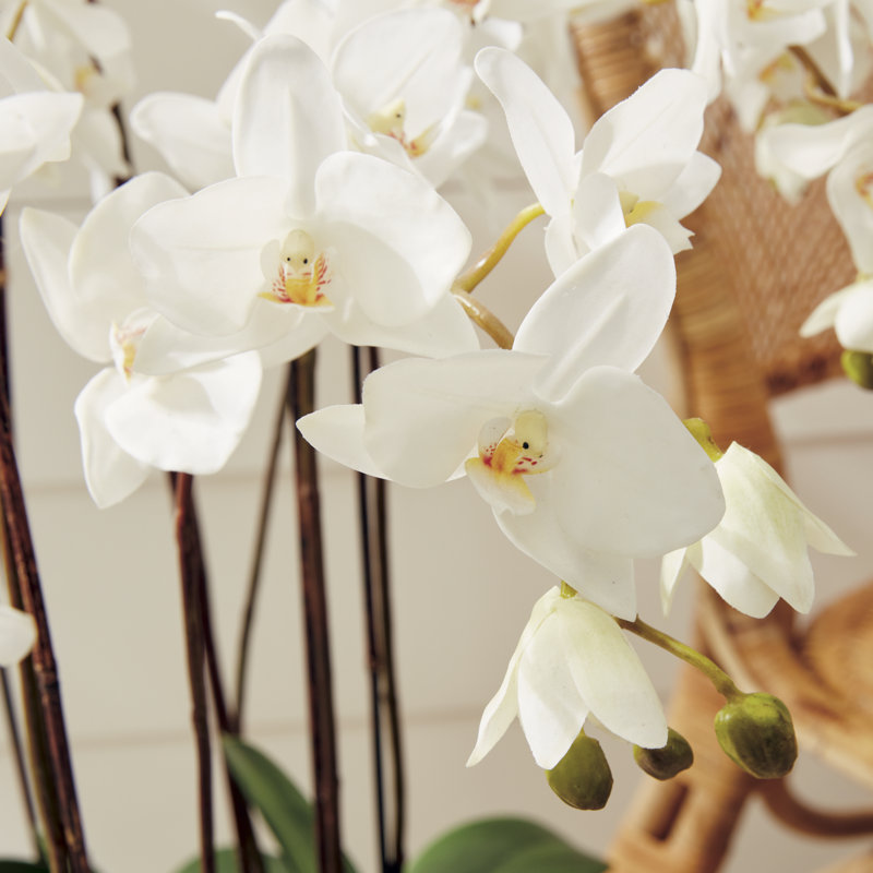 Conservatory Orchid Drop in Plant, White