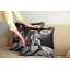 429889 Housse de coussin pour chat Ambesonne-97810424