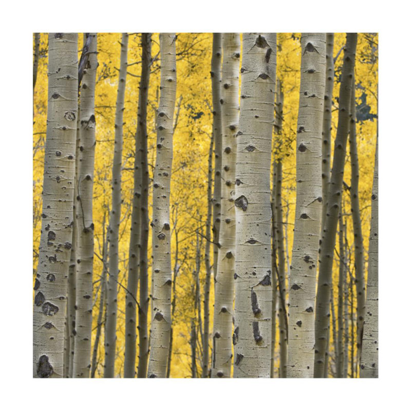 Aspen Trees III Print by Jamie Cook, 24" H x 24" W, Outdoor
