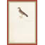 18th Century Bird Re-Strikes XIV Framed Painting