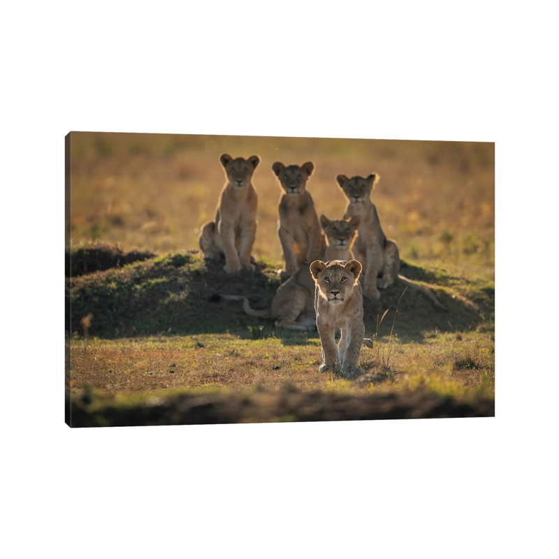 Lonely Cubs by Mohammad Mirza - Wrapped Canvas Print, 66.04 cm H x 45.72 cm W x 1.91 cm D