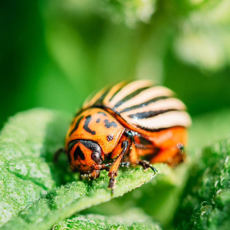 Hannasville Potato Bug on Leaf - Photographie sur toile tendue, H 12 po x l 12 po