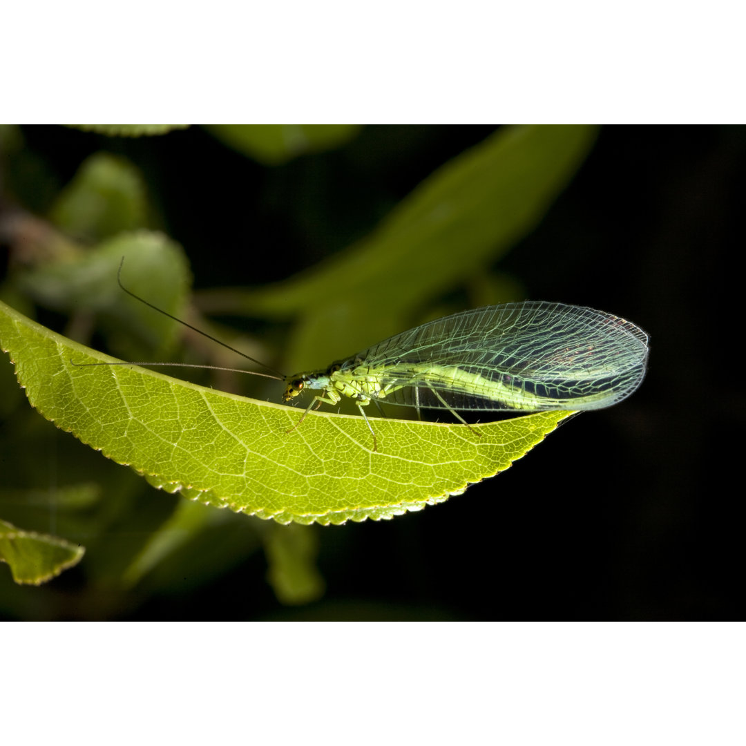 Lacewing von Paronsuren - Kunstdrucke auf Leinwand