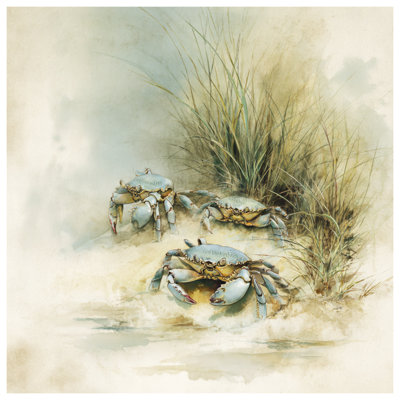 Édredon Crabs On Sandy Beach