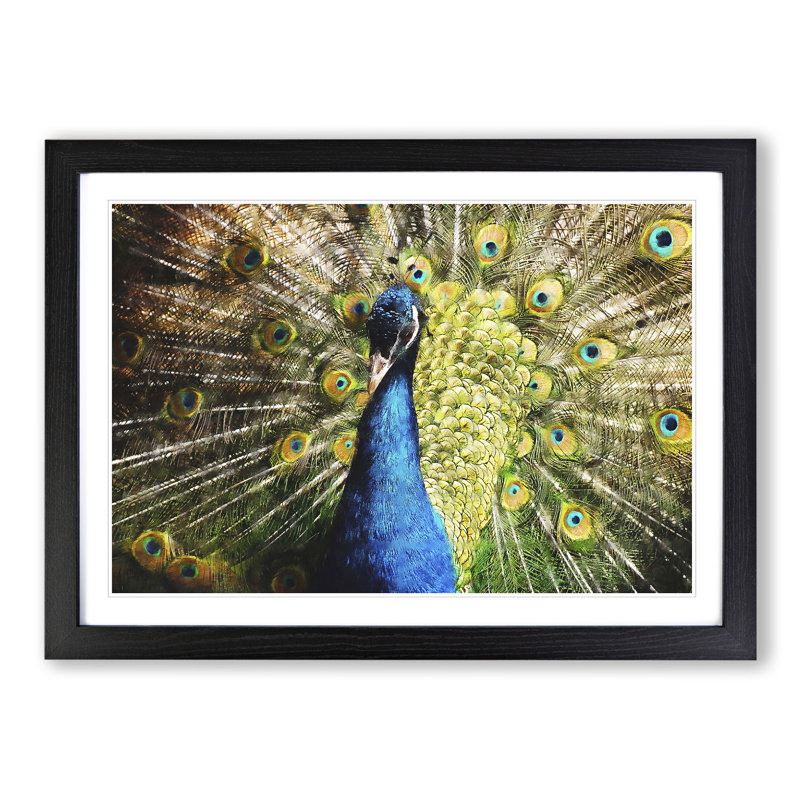 Peacock Vol.2 - Framed Print, Black Framed, 48cm H x 65cm W x 2cm D