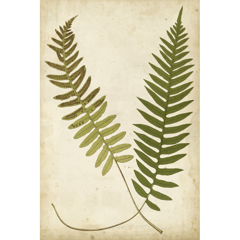 «Fern Portfolio III», peinture sur toile, H 36 po x l 24 po