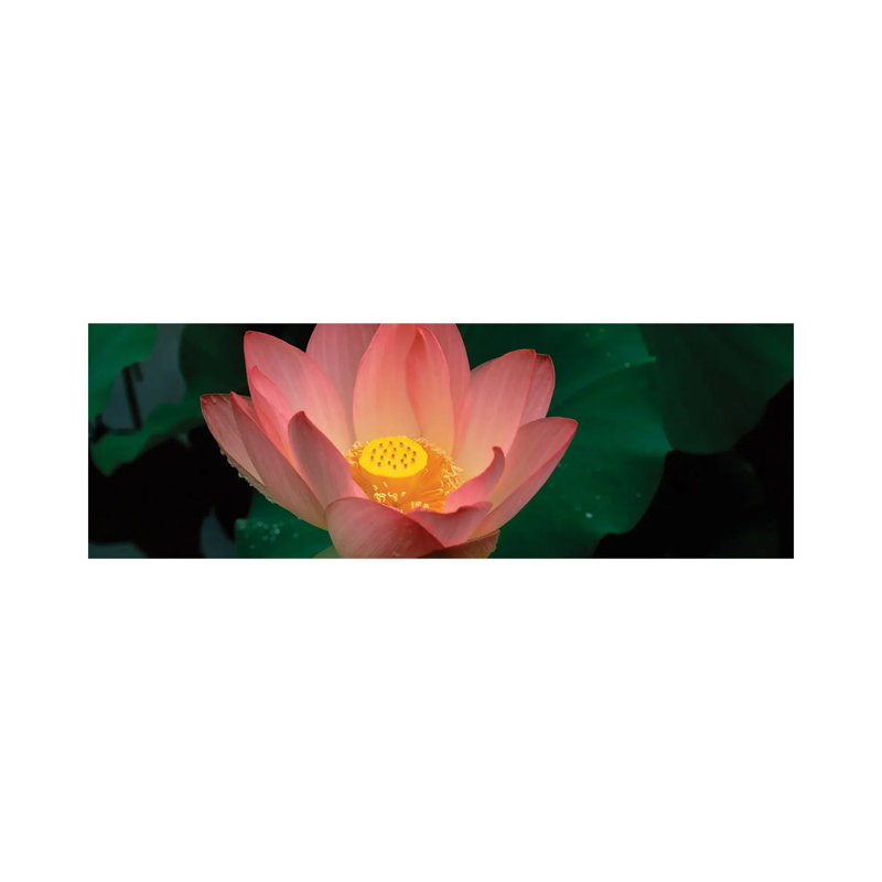 Lotus Blooming in a Pond 1 Piece Wrapped Canvas Panoramic Wall Art, 121.92 cm H x 40.64 cm W x 3.175 cm D
