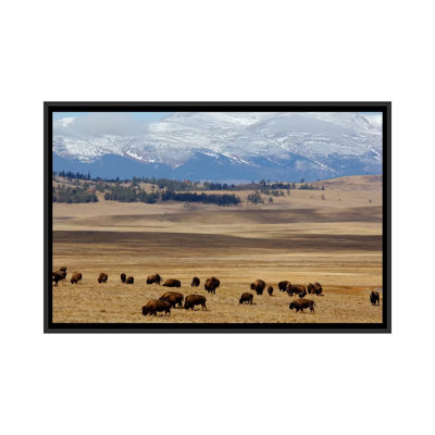 «Grazing Bison (American Buffalo) Herd on The Plain», reproduction de photo sur toile